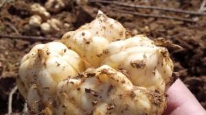 饮食|秋分时节不要忘记吃“3红、3白”这6种食物，只有顺应时节，身体才会更健康