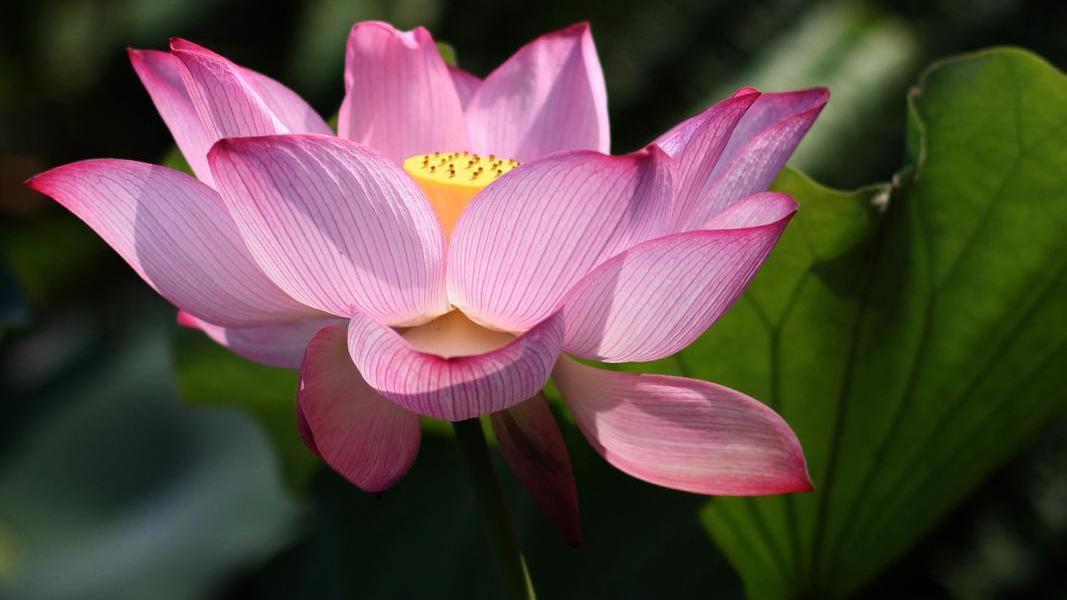 荷花|打通任督二脉、中脉！“荷花七节开”动功详解之一