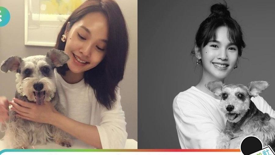 杨丞琳|杨丞琳的17年爱犬Yumi离世，悲痛发长文自责：我做得不够好！