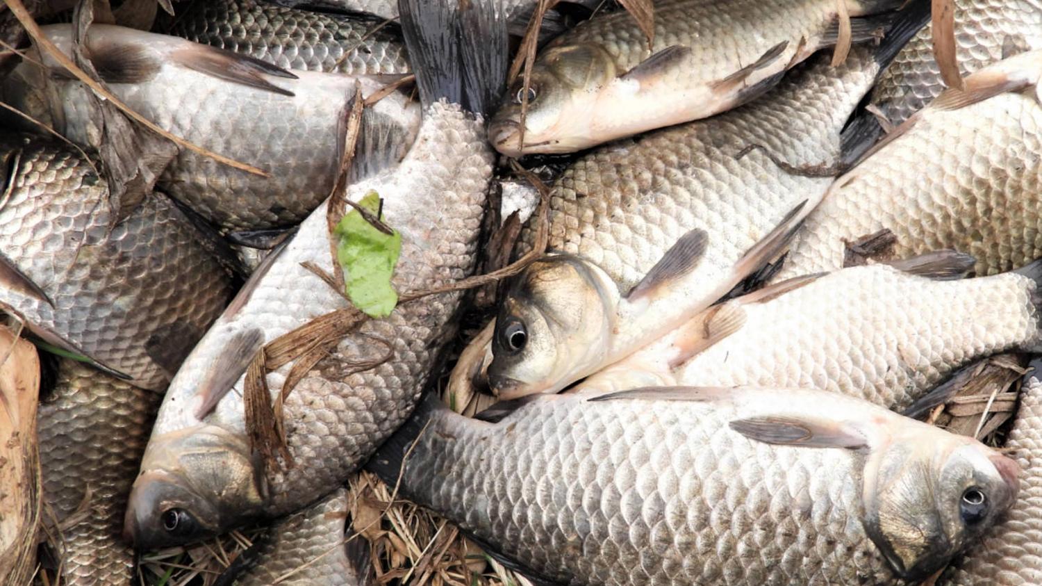 |为什么冬天野钓鲫鱼都用酒米打窝？冬天野钓鲫鱼用酒米打窝的优点