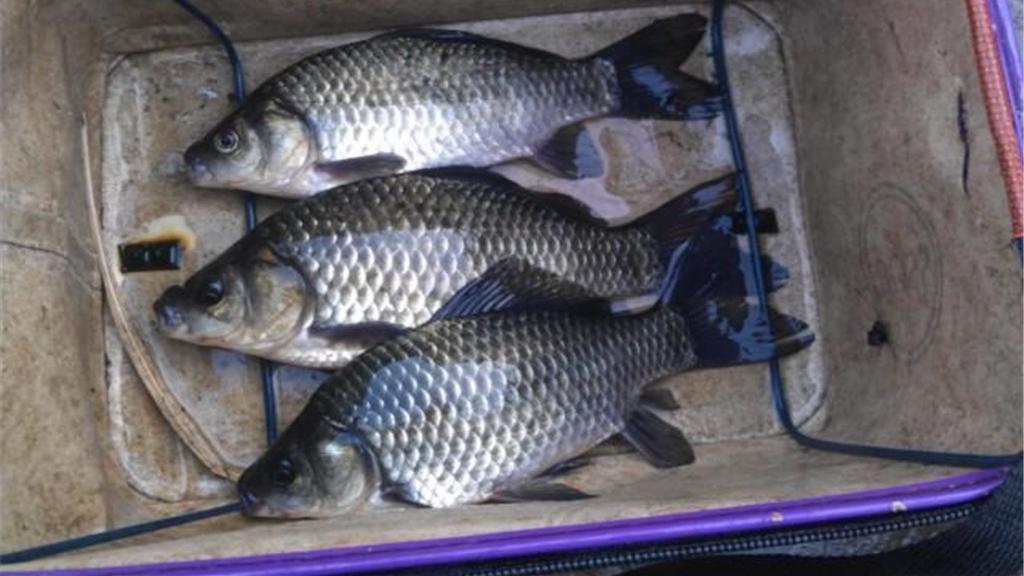 春分|春分前后钓鲫鱼，钓深还是钓浅？把握好这3点，不论深浅都有鱼