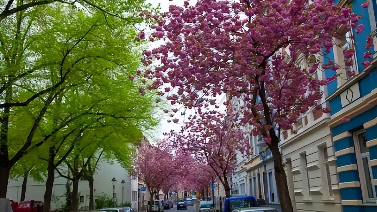 旅行|这12处绝美的“花街”，轻轻地走过，树上、发梢、地上全是花