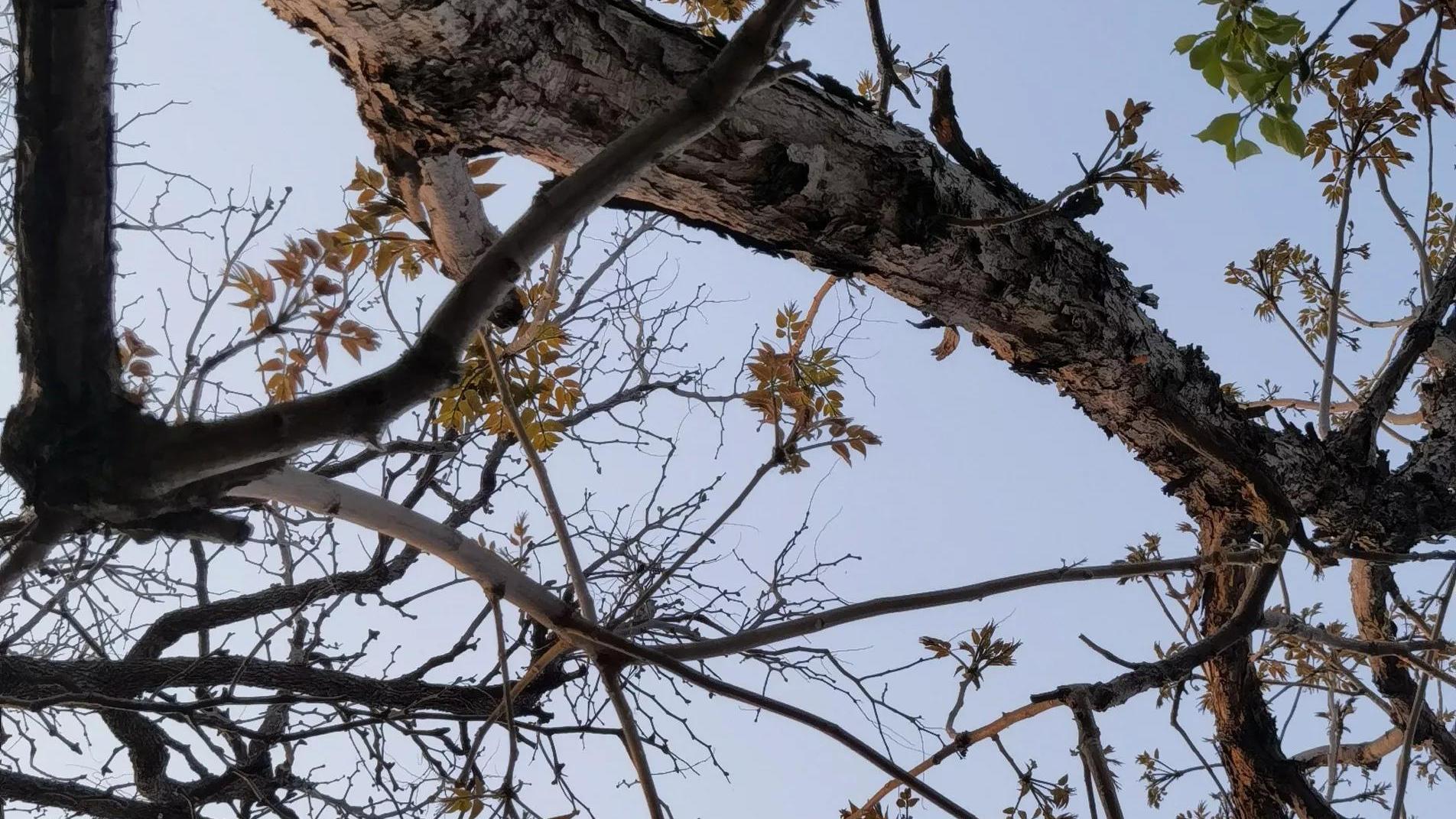 张颂文|“展翔”张颂文，晒院中两颗20年的老树，网友：好吃，就是有点贵