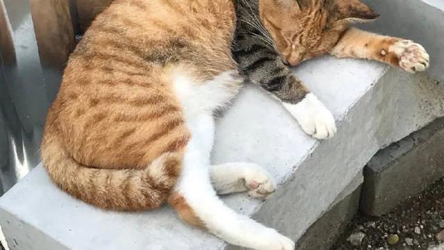 二次元|黄毛竟是我自己？现实比二次元更抽象，自己NTR自己都能有！