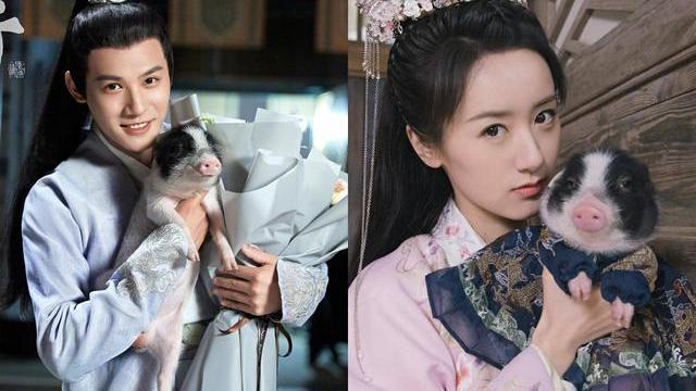 且试天下|把《祝卿好》的猪和《且试天下》的马放在一起对比，差别就出来了