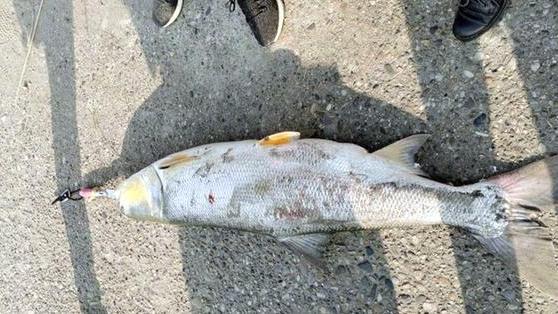 老虎|男子户外野钓，意外收获重达70斤的“水老虎”，直接在地上拖着走