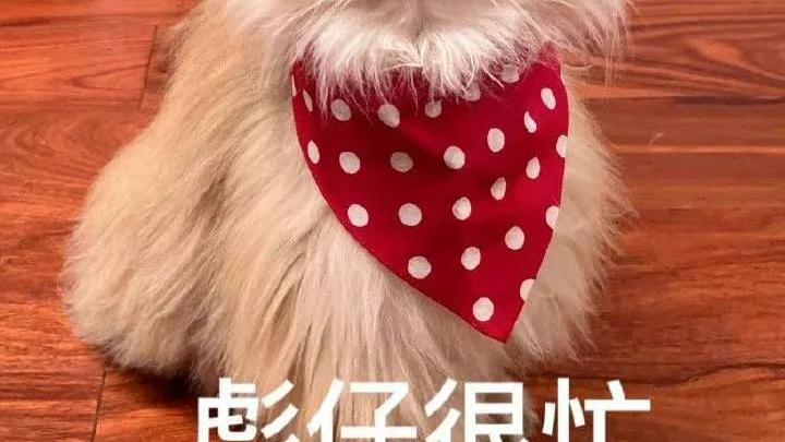 二郎神|娱乐圈吃瓜爆料