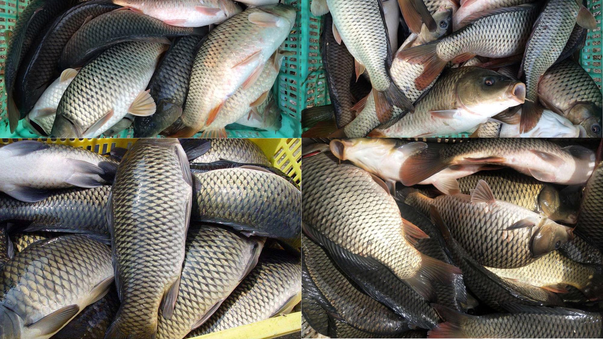 |钓鱼时如果鱼不爱开口，只需5点改变，鱼口立刻变好