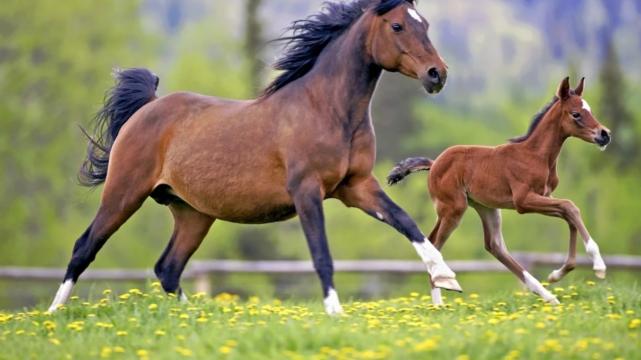 属马|属马人迅速在职场站稳脚跟，勇敢跨越脚下难题，委屈也不停歇
