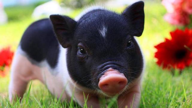 星座男|机会一到果断抓牢，属猪人把握大好机会，不断努力职场飞黄腾达