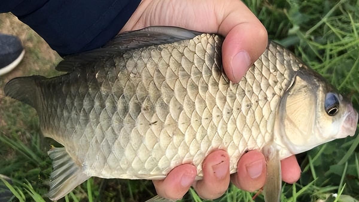 |春末夏初野钓鲫，改变“4个思路”，学会了斤鲫连竿更容易