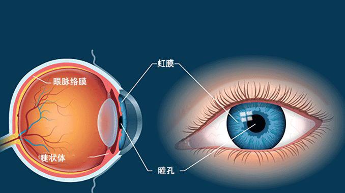 美白|脉络膜和近视的关系，低浓度阿托品能使脉络膜变薄吗？
