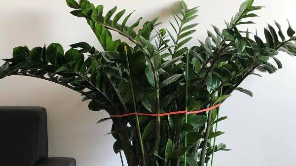 5种“大气树”，适合养在客厅里，高端贵气有品位