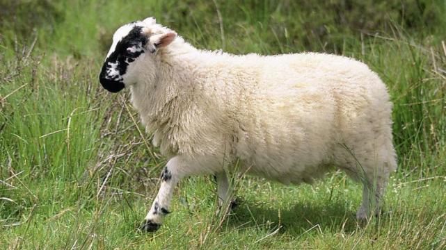 |虎年2月份财旺运气旺，属羊人事业顺畅，贵人指点走上致富路