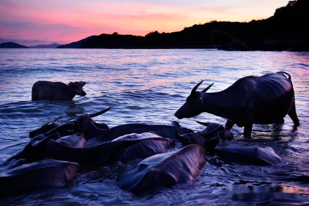 石油|难得！香港居然生活着上千头野牛，在海中游泳，还与居民和谐相处