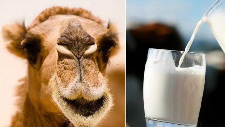 牛肉|牛肉壮身体？提醒：人到中年，别舍不得吃，5种食物易消化有营养