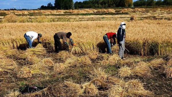 招聘|农民的未来是什么？传统农民或将消失