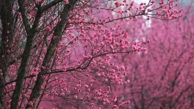 成都|人少景美免门票，成都周边小众赏花地，1小时可直达