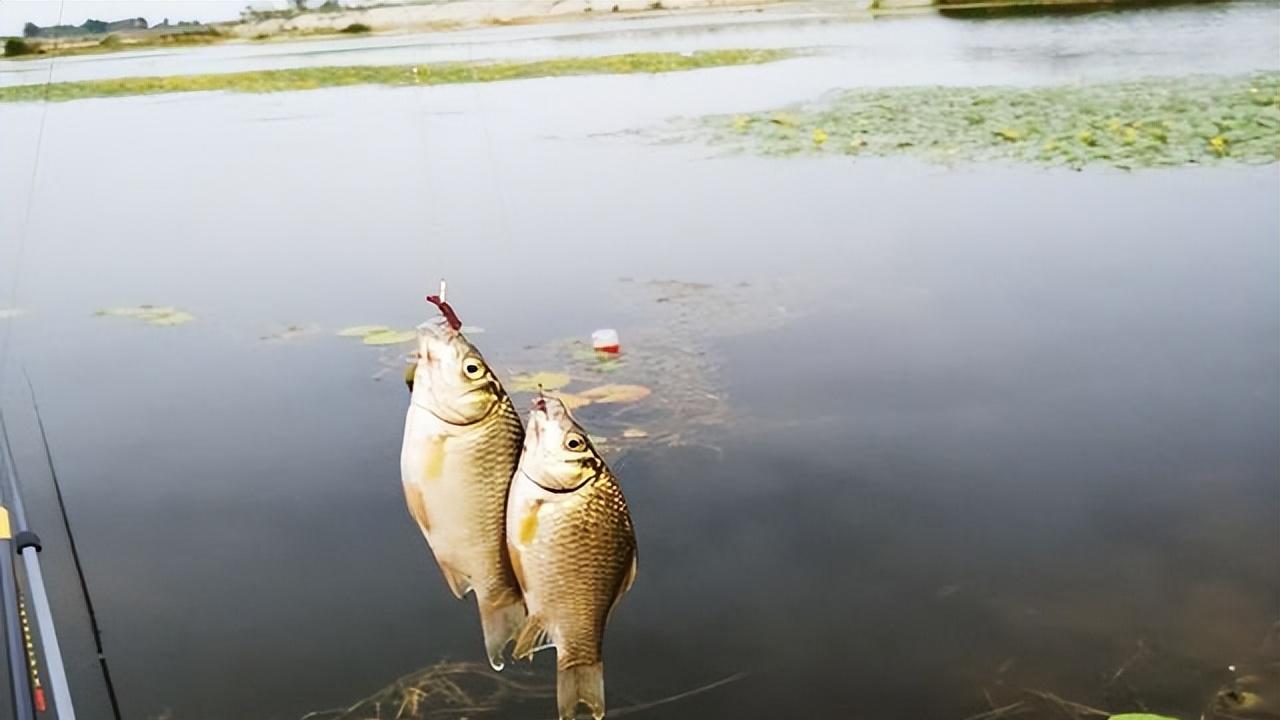 |春季野钓想“爆护”，只需掌握4个“密码”，让你渔获满满