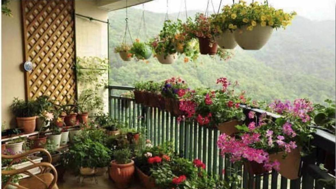 适合阳台种的3种花，打造家中小花园，让你的阳台不再单调