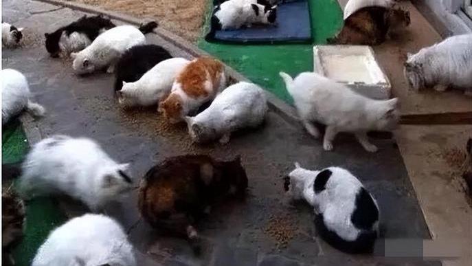 刘亦菲|“白富美”刘亦菲：仅30岁身价20亿，豪车遍地，为何不敢退出美籍