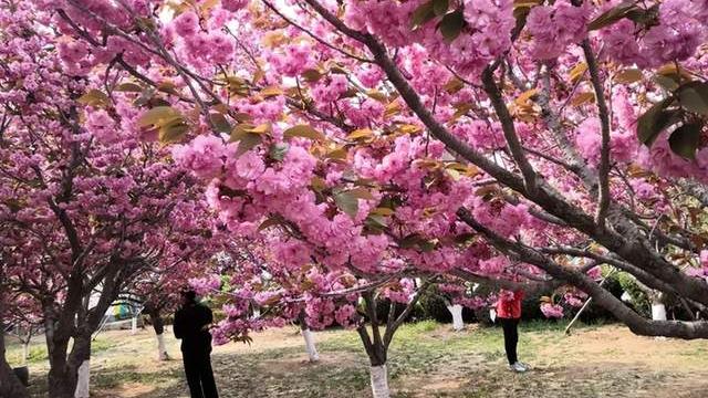 旅顺口区|春季赏樱网红打卡地，多达6万株樱花，这座东北的滨海城市上榜
