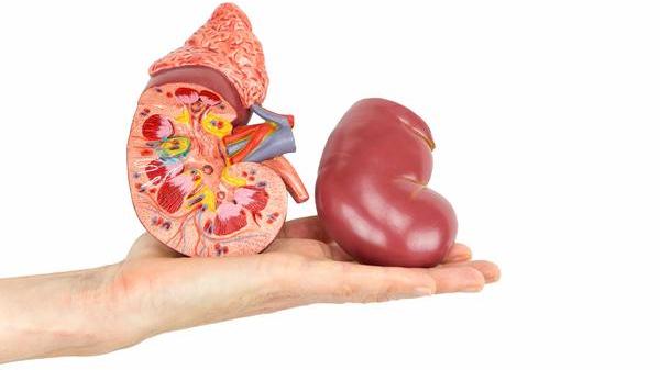 尿毒症|肾不好，防止尿毒症的发生，饮食要注意这5个问题，需重视