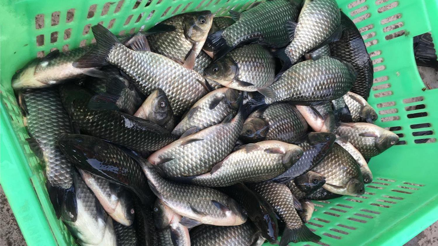 |在黑坑钓鲫鱼，掌握这4个秘诀，就有希望拿坑冠