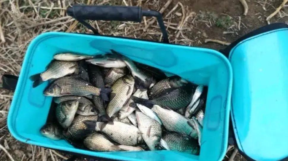 范振钰|仲春钓鲫鱼，五个应变技巧让你上鱼多多！