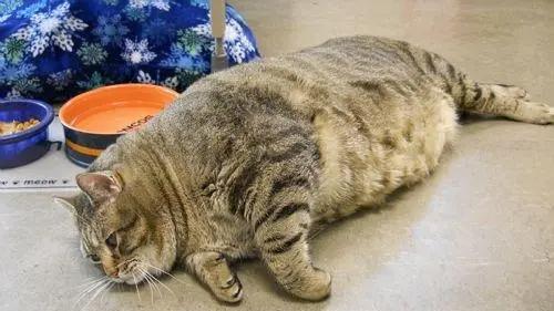 ?猫几斤算胖? 9斤猫算正常吗