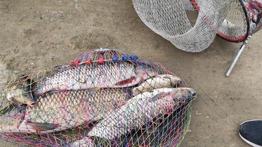 饵料|为啥你用玉米钓不到鱼？避开这几个误区，大鱼拉到手软