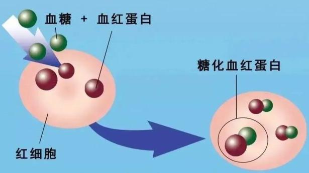 心力衰竭|教你读懂血常规报告单！