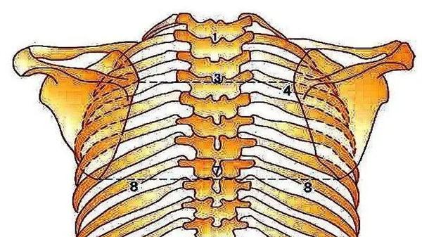 乳腺癌|床垫过软有危害？可能引起胸椎关节错位