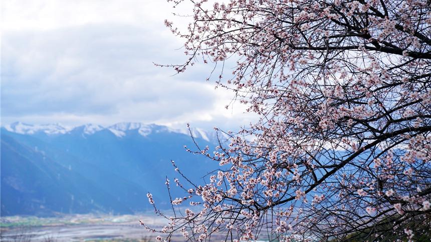 林芝|春天赏花，西藏林芝这个无人问津的小村庄，藏着中国最美的春天