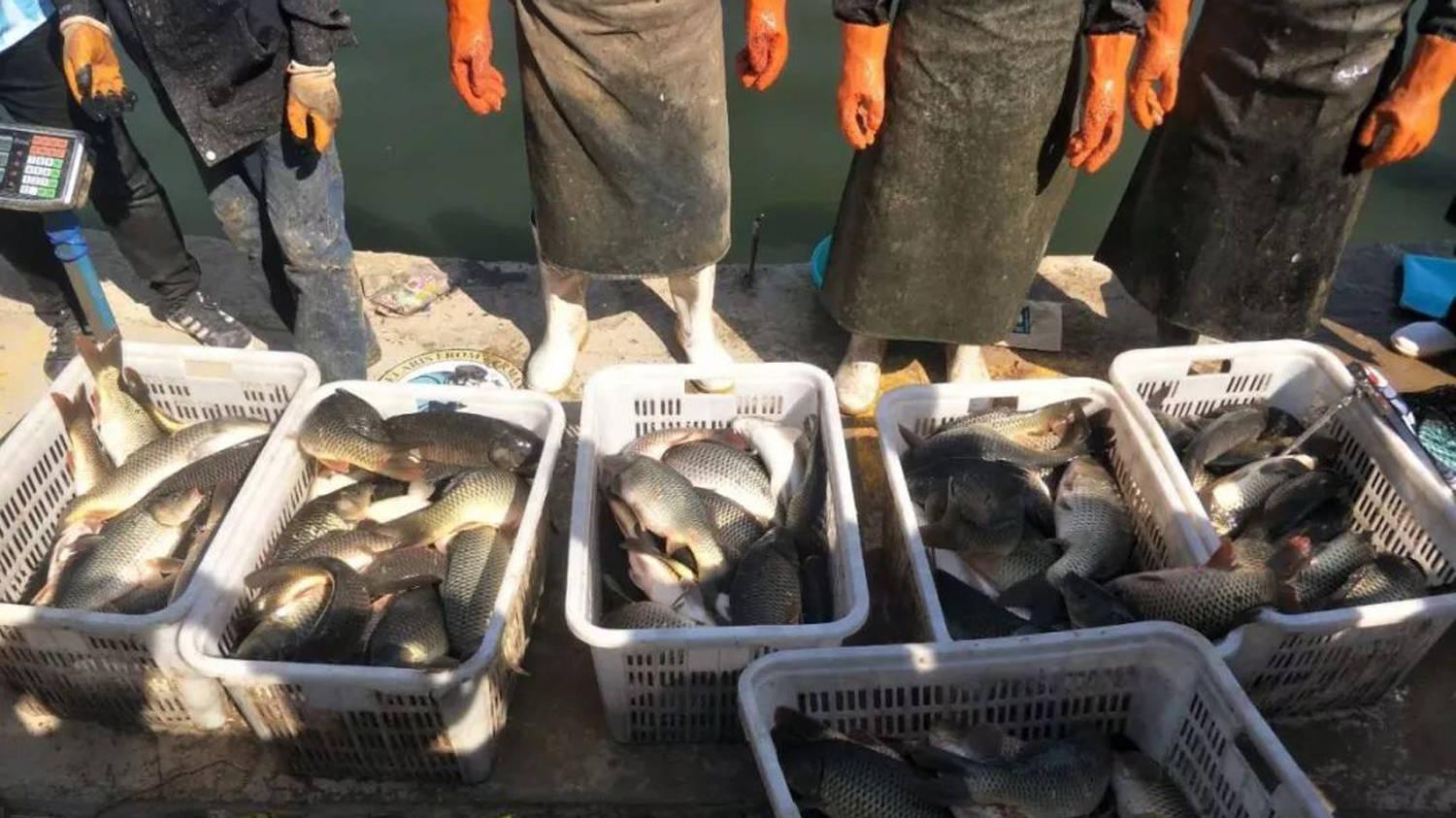 |钓鱼想爆护，掌握鱼饵和小药的关系是大前提，钓鱼用饵的几个要点