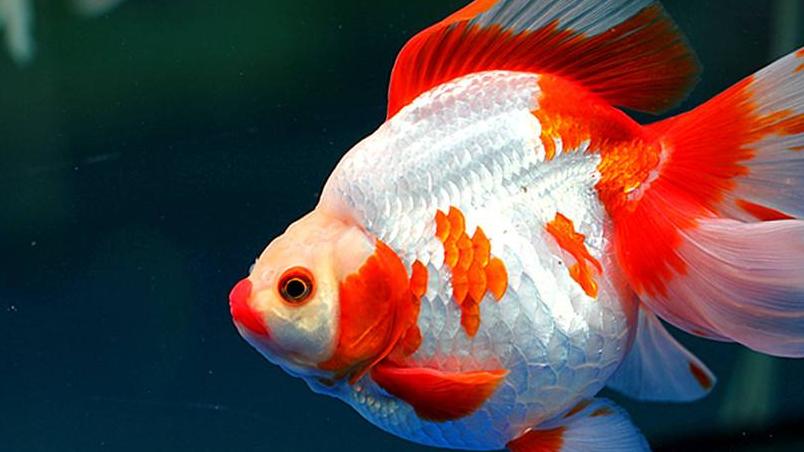 刘志强|钓鱼人野钓都犯了一个大错, 刘志强也不能幸免, 钓到金鱼锦鲤咋办?