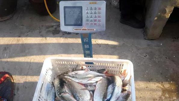 湖北|湖北一群人垂钓开挂，在水边直接就被抓走了，原来是“泥鳅党”