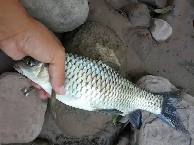 |夏季野钓打窝打窝，解决这几个小细节，渔获至少翻一倍