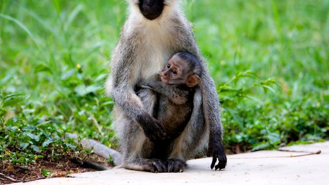 58同城|好运不停财运不断，属猴人在职场披荆斩棘，足够努力终能乘风破浪
