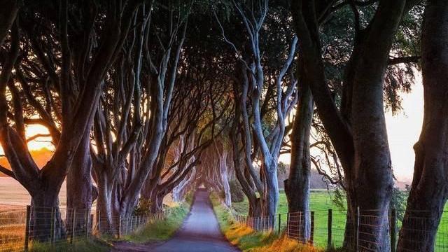 自驾|爱尔兰的神秘古路，黑暗树篱