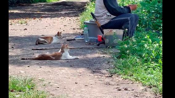 |大叔在河边钓鱼，身后有好几只猫咪在护法，顾客在等服务员上菜？