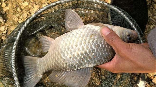 |仲春钓鲫鱼，做到这六个字，轻松体验爆护快感