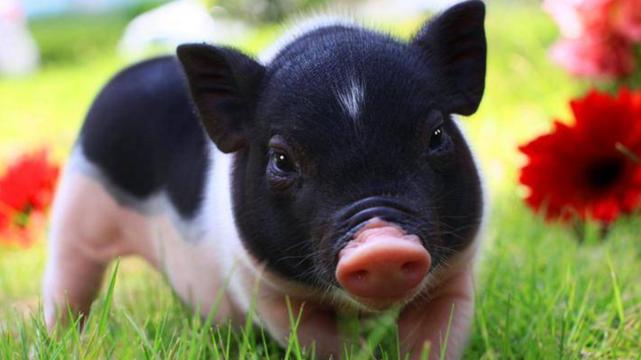 粉色|手握聚宝盆，背靠摇钱树，属猪人占据天时地利人和发财不是梦