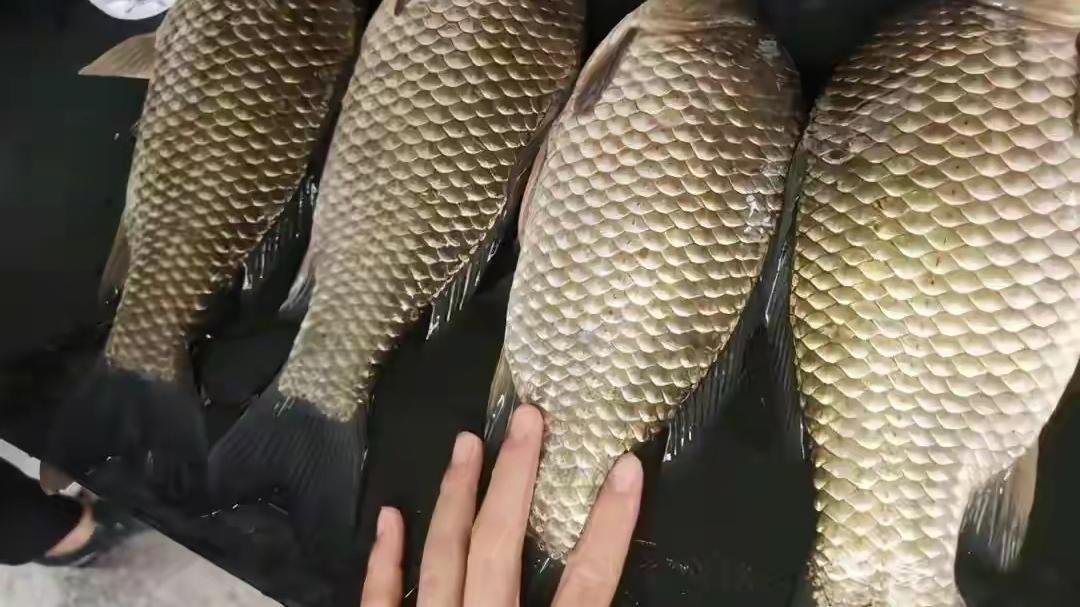 |春季野钓的6种错误打窝法，非但不诱鱼，还被扯后腿！
