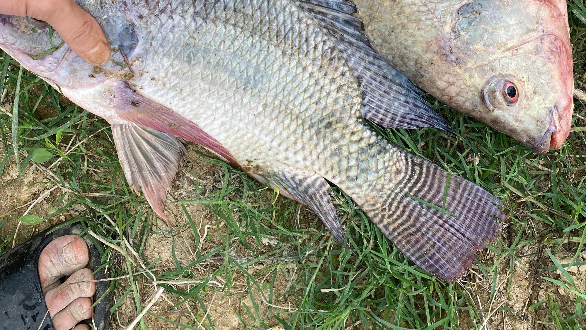 增江|5斤一条？广东增江大罗非鱼纷纷靠岸产卵，钓鱼人：一条比一条肥