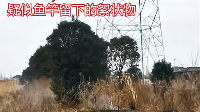 触电|江苏泰州一名垂钓者触电身亡，现场目击者：半个身体快被烧没了