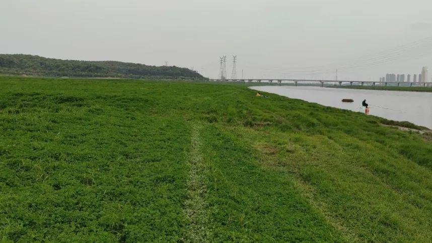 油菜花|建议武汉经开区加大宣传休闲旅游业的建议