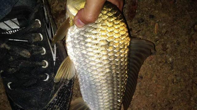 转基因|钓鱼人之福：无小刺鲫鱼即将上市，吃鱼再也不用挑刺