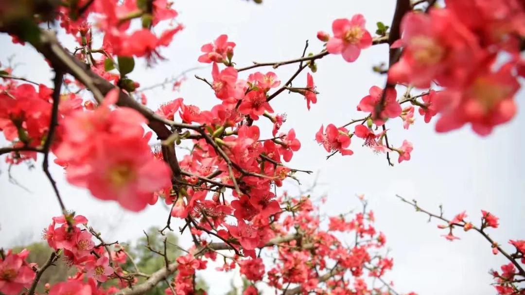 |四川广元：2022年的春天终于来了！苍溪海棠花开啦