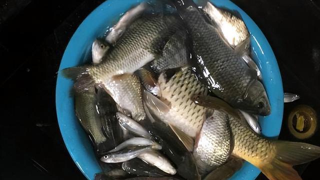 蟒蛇|广东一男子户外夜钓，意外收获了一条大蟒蛇，随后选择如此处置